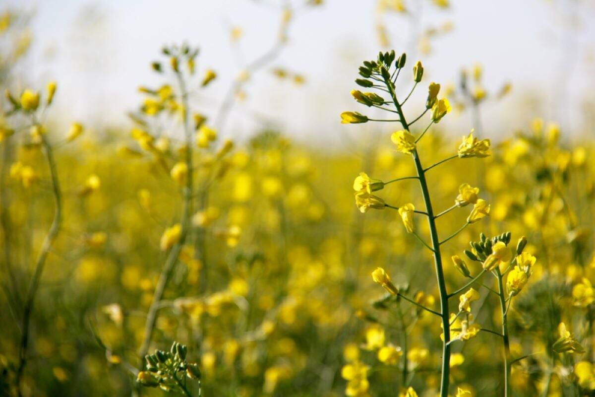 Tariffs for canola seed are to drop to a combined rate of about 15 per cent from the current combined rate of 84 per cent. Photo: Greg Berg
