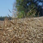 ICE Canada Weekly: Canola needs to back away from highs