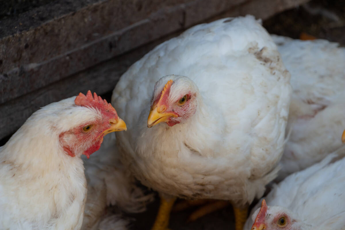 In the latter half of 2025, 5.6 per cent more more chicks were placed for broiler production than in the same period in 2024. Photo: Getty Images Plus
