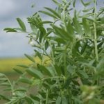 Pulse Weekly: Lentil prices currently lacking direction