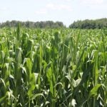 U.S. farmers grew the biggest corn crop in history last year at more than 17 billion bushels, stuffing the nation&rsquo;s grain bins and weighing on Chicago Board of Trade corn futures. Photo: John Greig
