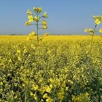 Funds move to net long in canola