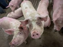 This is the first confirmed case of Porcine Epidemic Diarrhea virus (PEDv) in Alberta since February 2022. Photo: Geralyn Wichers
