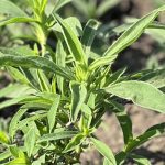 VIDEO: AgGronomyTV: Weed control for spring seeding