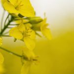 China&rsquo;s Ministry of Commerce said on Saturday that its probe determined that imported canola from Canada involved dumping and harmed China&rsquo;s domestic rapeseed industry, however it still proceeded to lower tariffs. Photo: Getty Images Plus
