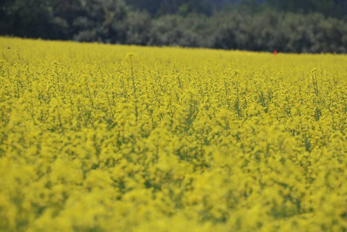 Soybean acreage remains a question mark for 2019