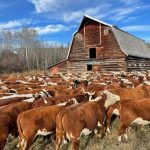 B.C. Century Farm focuses on protection and quality of their herd
