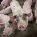 In January, Health Canada and the Canadian Food Inspection Agency gave the green light to pigs developed by U.K.-based Genus PLC and PIC (Pig Improvement Company), ruling them safe for food and feed. Photo: Geralyn Wichers
