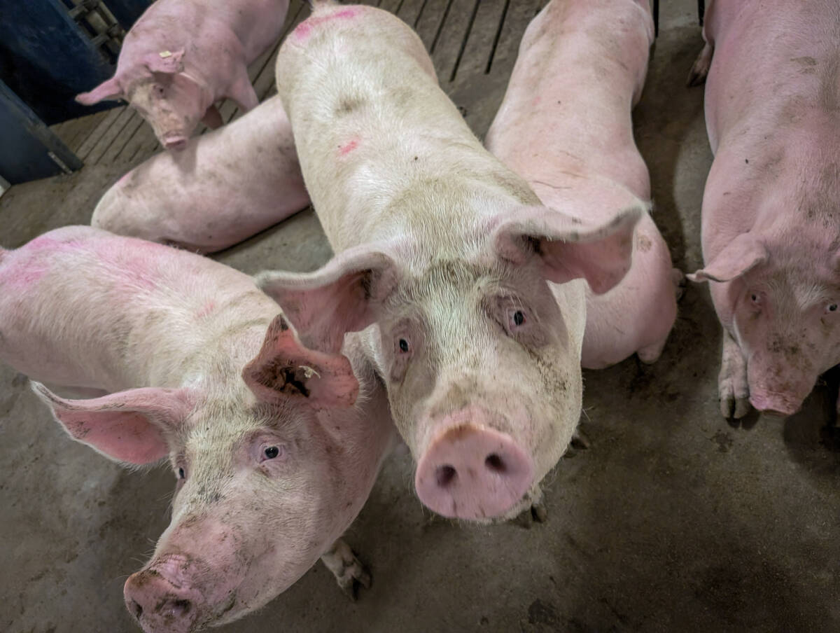 In January, Health Canada and the Canadian Food Inspection Agency gave the green light to pigs developed by U.K.-based Genus PLC and PIC (Pig Improvement Company), ruling them safe for food and feed. Photo: Geralyn Wichers
