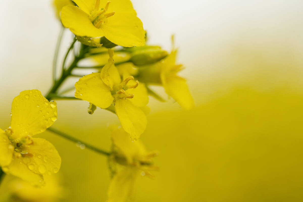  A Winnipeg-based broker says the coming U.S. biodiesel mandate will be a boon for Canadian canola. Photo: Getty Images Plus
