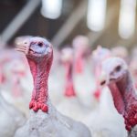 Turkeys were selected for the trials due to their high susceptibility to the virus, with outbreaks often causing significant mortality rates. Photo: PeopleImages/Getty Images
