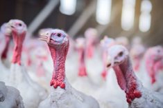 Turkeys were selected for the trials due to their high susceptibility to the virus, with outbreaks often causing significant mortality rates. Photo: PeopleImages/Getty Images
