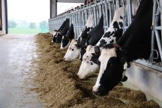 Neogen Corp is a leader in U.S. beef and dairy genomics and uses cutting-edge technology for highly accurate scalable genetic testing, according to a news release from the two companies. Photo: John Greig
