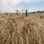 Western Canadian cash prices for wheat and durum stepped back during the week ended March 10, 2026, largely due to a stronger Canadian dollar. | Greg Berg photo
