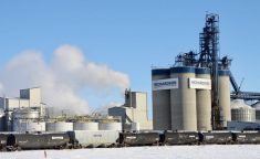 The Canadian and U.S. canola crushes expanded in calendar year 2025, as it the U.S. soybean crush. However, StatCan didn’t release data for the Canadian soybean crush. Photo: File
