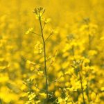 VIDEO: Closing Market Update: Canola solidly in the green | March 17, 2026