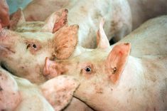 The Canadian government announced it will invest $20 million in Solugen, which produces and commercializes Azogen, a fast-release liquid ammoniacal nitrogen fertilizer derived from hog manure. Photo: File
