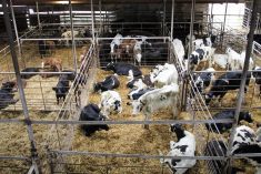 Live cattle gave up some of Tuesday&rsquo;s gains before settling slightly higher, with a meatpacking plant on strike and dry weather and fires in Nebraska further tightening historically low cattle numbers. Photo: Geralyn Wichers

