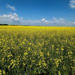 Speculators add to bullish bets in canola
