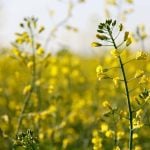 ICE Canada Weekly: More behind canola, soyoil than crude oil prices