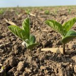 CBOT weekly outlook: Soybeans/corn awaiting acreage data