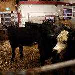 Analysts said despite the pressures on the business, the results from JBS&rsquo; North American beef division were better than expected, including the year-over-year margin compression. Photo: File
