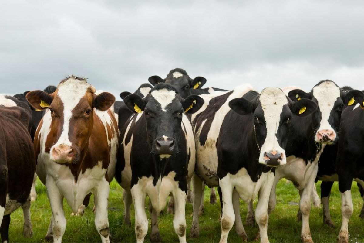 Credit: Canva_Michael Fischer from Pexels