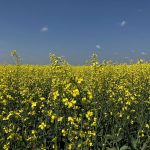 Canadian canola seed now joins the canola products with active tariffs on them from China. Photo: Greg Berg
