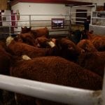 The Canadian Cattle Association says it still supports traceability for disease preparedness, market access and trust in the beef sector. Photo: Greg Berg
