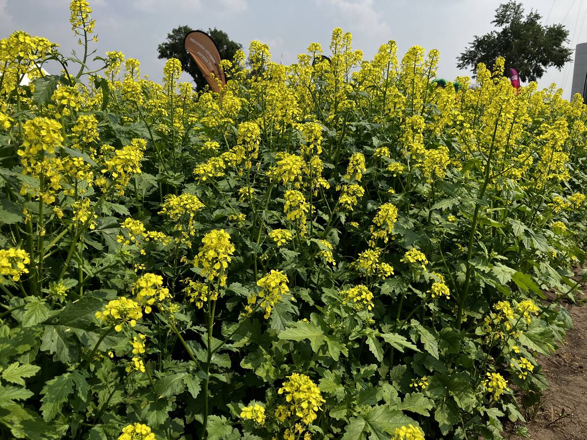 Mustard has been a lifeline for farms in areas where canola routinely fails to grow. BASF&rsquo;s InVigor Gold GMO mustard hybrid could open those same acres to canola-like oil production &mdash; or contaminate the traditional crop. Photo: Greg Berg
