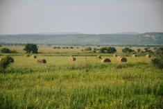 green hay field with round bales and mountains on the horizon