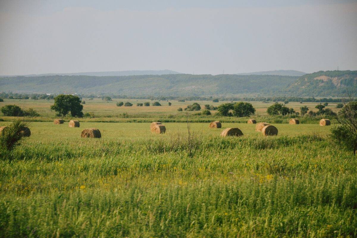 green hay field with round bales and mountains on the horizon