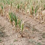 How to manage crops in shifting weather patterns