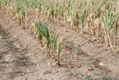 Drought affected corn in a field.