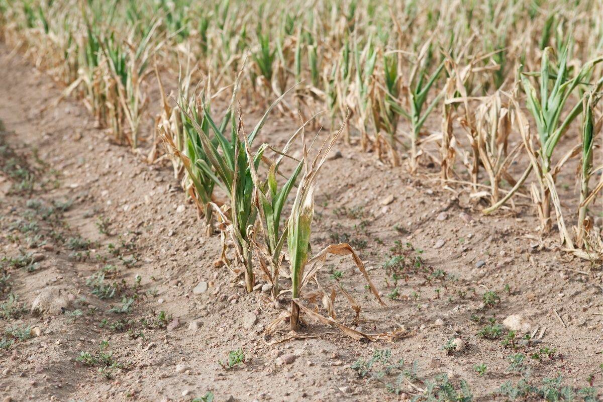 Drought affected corn in a field.