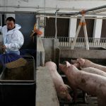 FILE PHOTO: Farm manager Gao Qinshan feeds pigs in a pig pen at a farm in Taizhou, Jiangsu province, China January 15, 2026. Photo: REUTERS/Go Nakamura/File Photo
