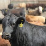 While actual feedlot demand is lower at this time of year, there have been some aggressive bids for feed barley an analyst says. Photo: File
