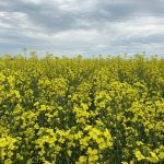 VIDEO: Closing market update: Canola falls with crude oil | April 8, 2026