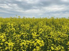 VIDEO: Closing Market Update: Canola slips back, U.S. commodities remain mixed | April 14, 2026
