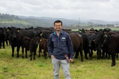 Time management consultant Ram Savana standing in a field in front of a herd of beef cows.