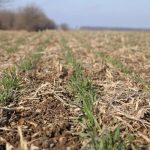 The U.S. Department of Agriculture reported the winter wheat crop at 34 per cent good to excellent as of April 12, down one point from the previous week and 13 points below last year. Photo: John Greig
