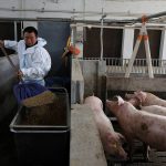 Farm manager Gao Qinshan feeds pigs in a pig pen at a farm in Taizhou, Jiangsu province, China January 15, 2026. Output from January through March in the world&rsquo;s largest pork-producing country surged to 16.69 million metric tons, data from the National Bureau of Statistics (NBS) showed. Photo: REUTERS/Go Nakamura/File Photo
