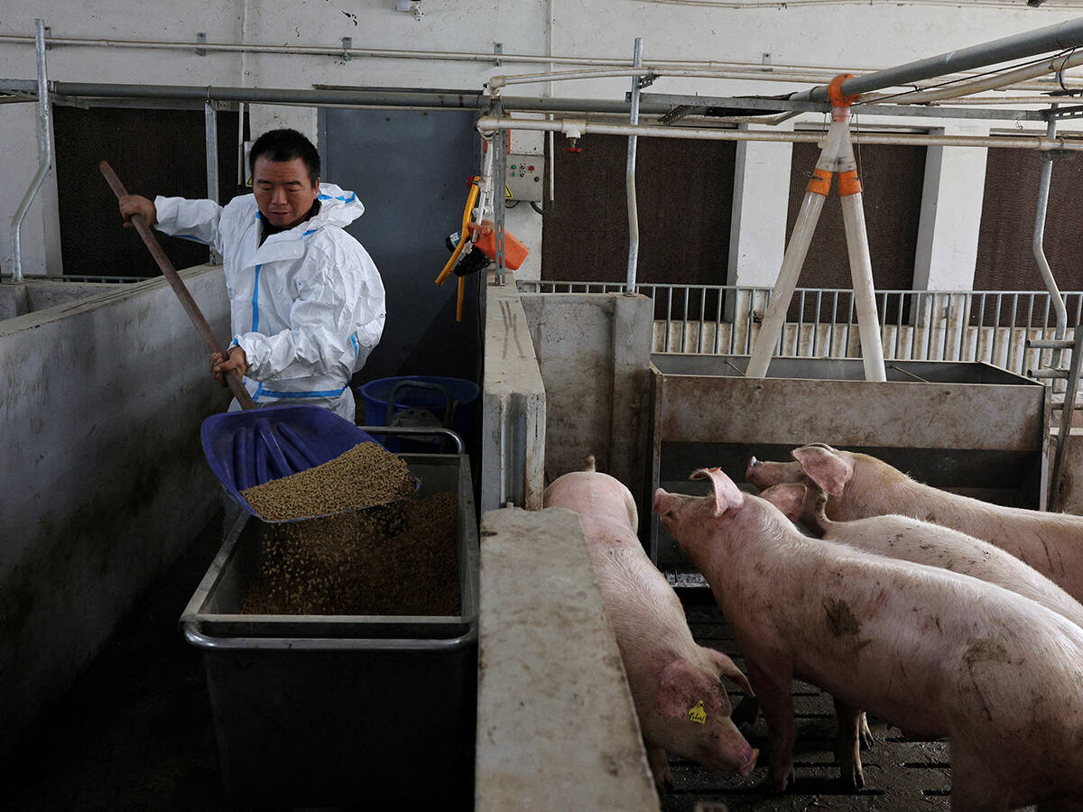 Farm manager Gao Qinshan feeds pigs in a pig pen at a farm in Taizhou, Jiangsu province, China January 15, 2026. Output from January through March in the world’s largest pork-producing country surged to 16.69 million metric tons, data from the National Bureau of Statistics (NBS) showed. Photo: REUTERS/Go Nakamura/File Photo
