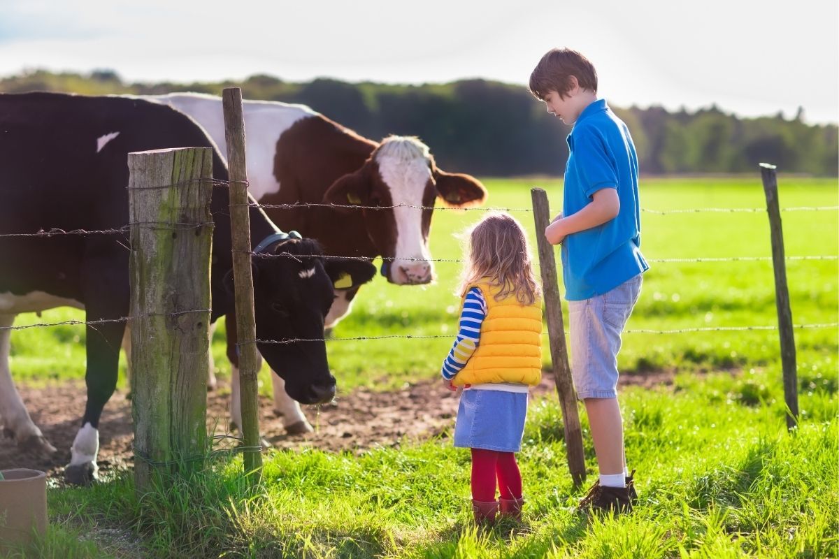 Two children standing near a barbed wire fence looking at two cows in a field.